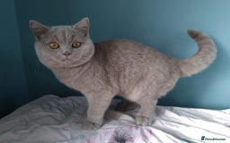 British Shorthair cats for sale: Beautiful British Shorthair kittens - Image 22