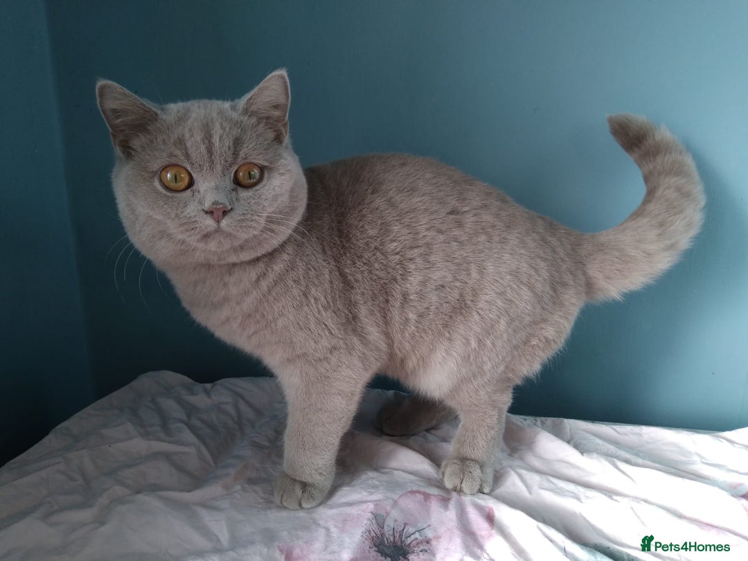 British Shorthair cats for sale: Beautiful British Shorthair kittens - Image 22