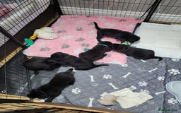 Labrador Retriever dogs for sale: Labrador puppies - Advert 9