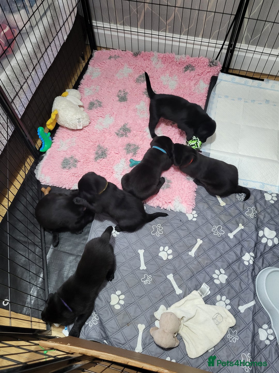 Labrador Retriever dogs for sale: Labrador puppies - Advert 9