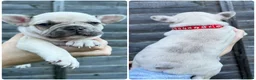 French Bulldog dogs for sale: 🐾READY TO GO🐾 - Advert 8