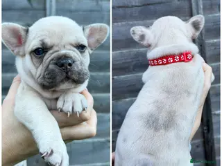 French Bulldog dogs 10 stunning coloured French bulldogs🐾 - Advert 16