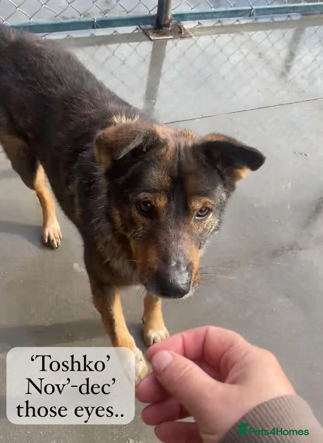 Mixed Breed dogs for adoption: Toshko, approx 10 yrs. Available for adoption. - Advert 21