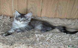 Maine Coon cats for sale: GCCF Black Smoke Maine Coon Kitten.  - Image 19