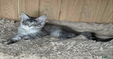 Maine Coon cats - Advert 4