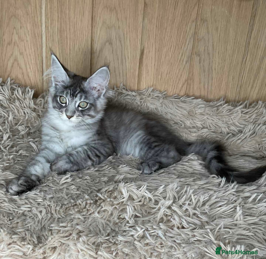 Maine Coon cats for sale: GCCF Black Smoke Maine Coon Kitten.  - Image 19