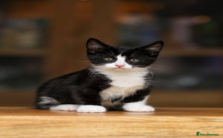 Maine Coon cats - Advert 3