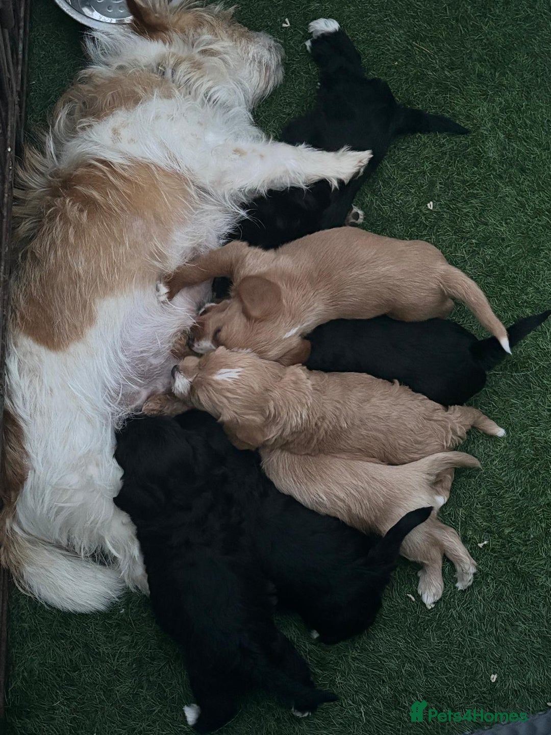 Jackapoo dogs for sale: Jackapoo puppies  in Chester - Image 2