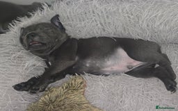 Staffordshire Bull Terrier dogs for sale: Staffordshire bull terrier  - Advert 4