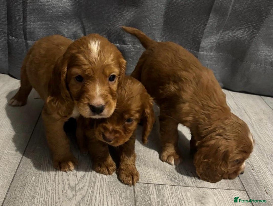 Cocker Spaniel dogs for sale: Cocker Spaniel Puppies  - Image 6