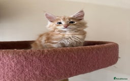 Maine Coon cats for sale: Beautiful GCCF kittens various colours - Image 9