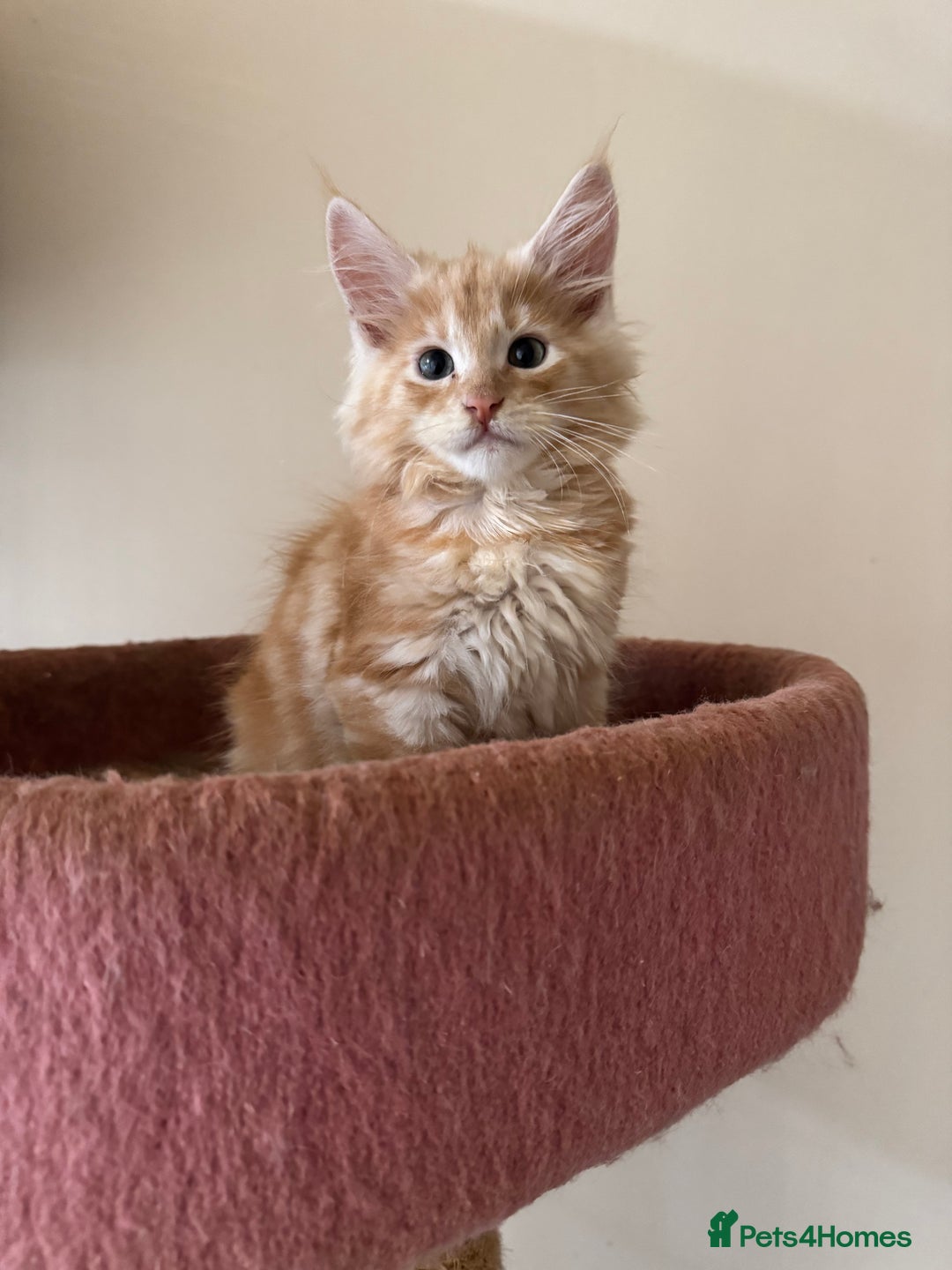 Maine Coon cats for sale: Beautiful GCCF kittens various colours - Image 9