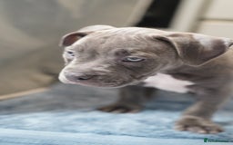 Dorset Olde Tyme Bulldogge dogs for sale: Olde Tyme Bulldog Cross Puppies - Ready Now - Image 5