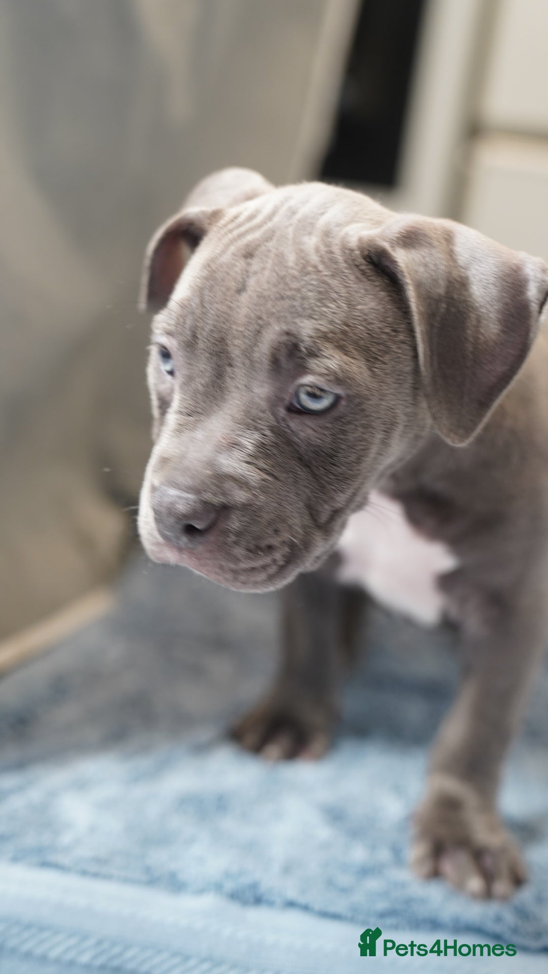 Dorset Olde Tyme Bulldogge dogs for sale: Olde Tyme Bulldog Cross Puppies - Ready Now - Image 5