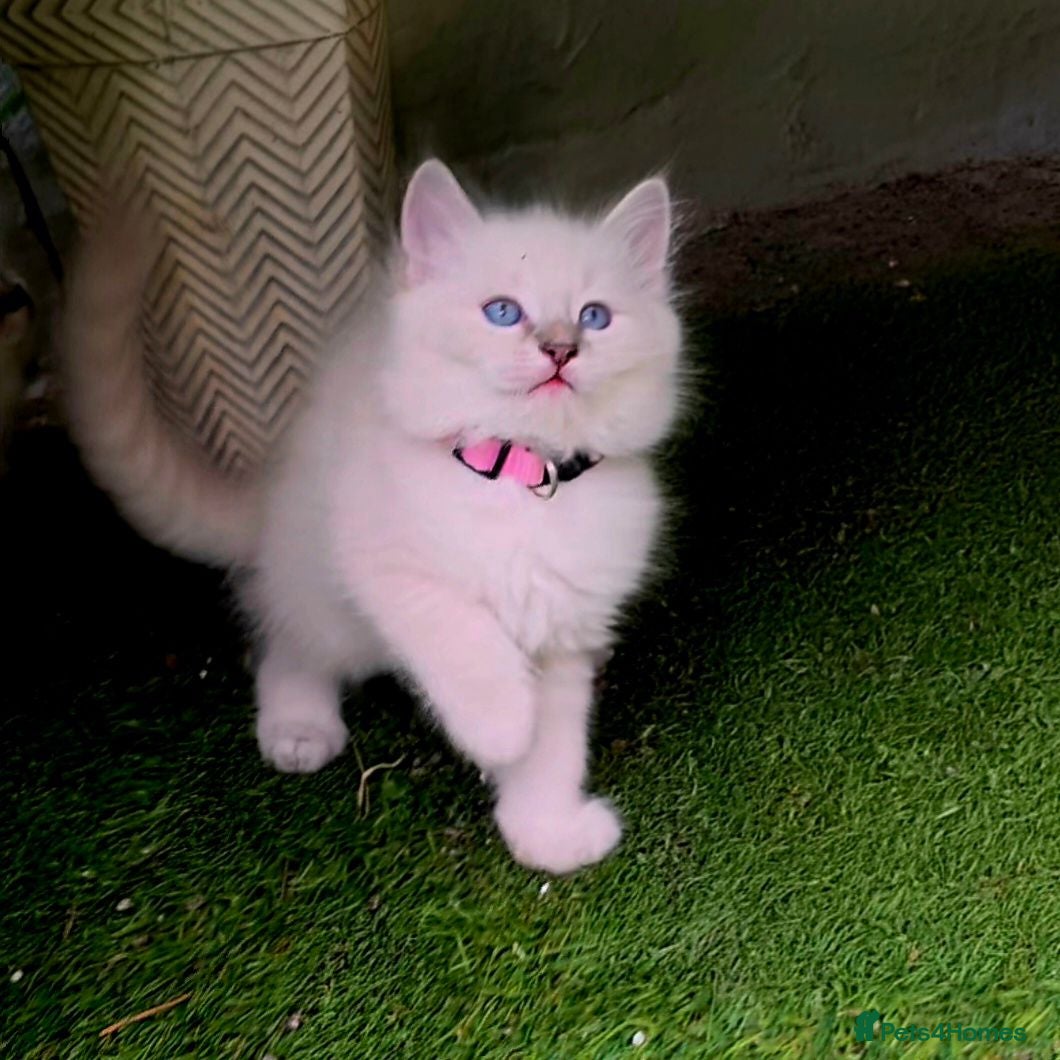 Ragdoll cats Ragdoll kitten - Advert 11