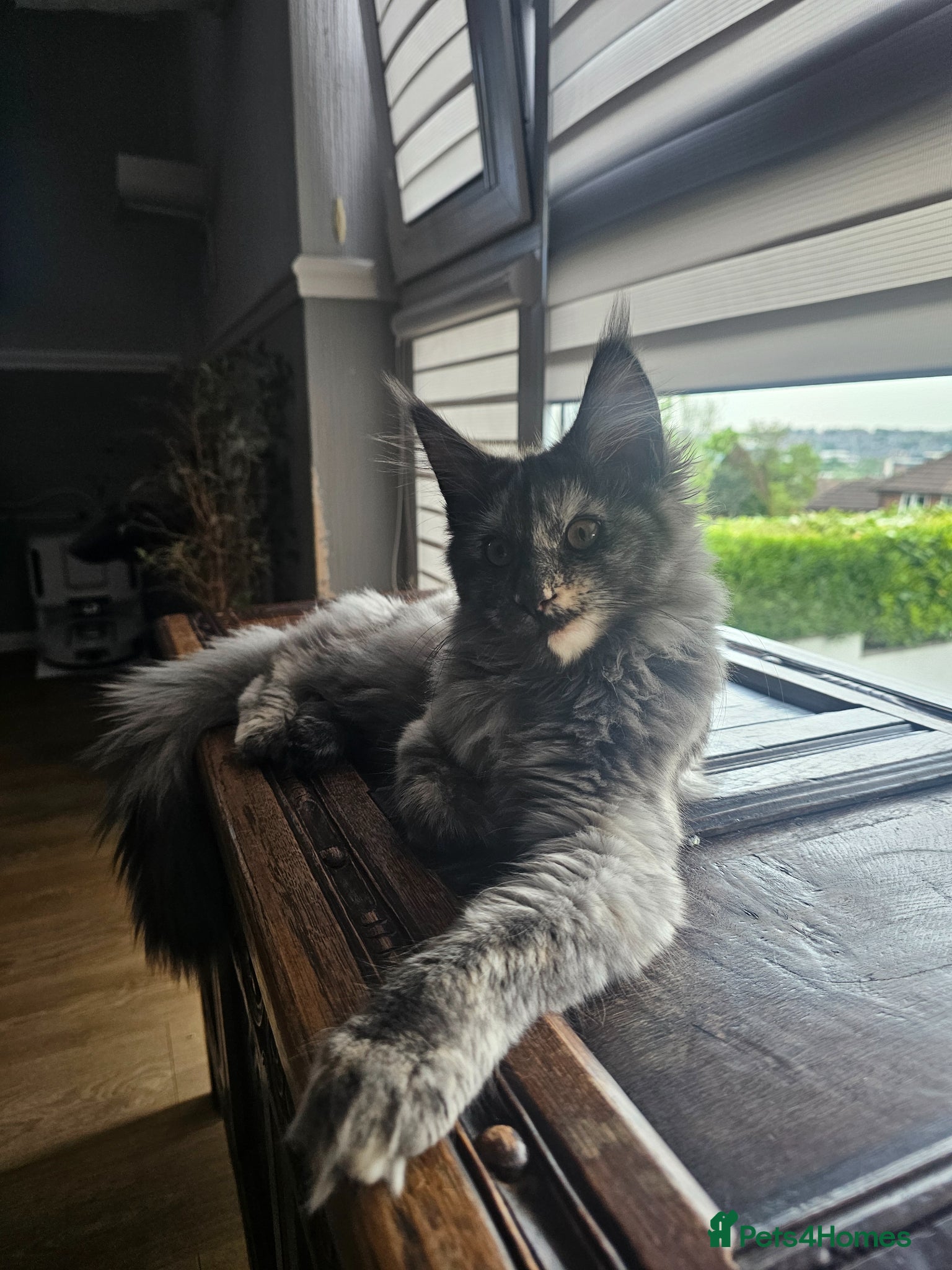 Maine Coon cats Exceptional Pedigree Maine Coon Kittens - Advert 6