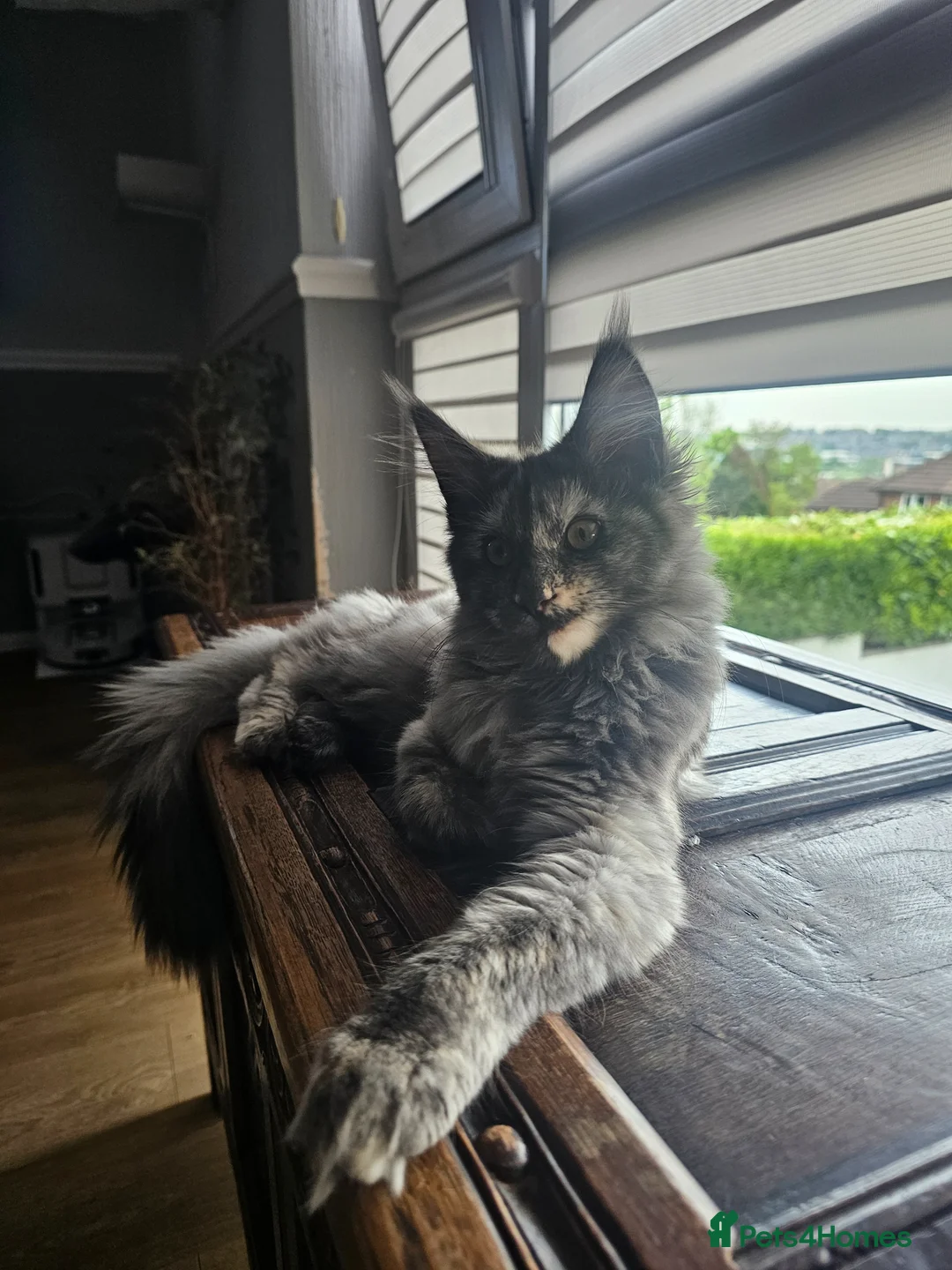 Maine Coon cats for sale: Exceptional Pedigree Maine Coon Kittens - Advert 1