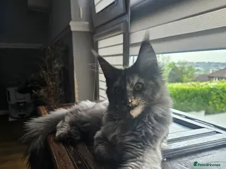 Maine Coon cats Exceptional Pedigree Maine Coon Kittens - Advert 6