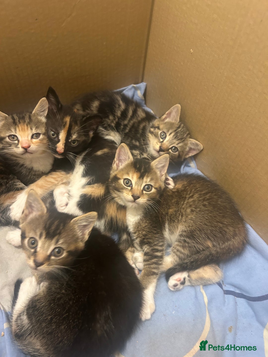 Mixed Breed cats for sale: Adorable kittens for sale - Advert 4