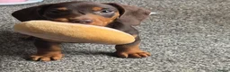 Miniature Dachshund dogs for sale: Stunning miniature dachshund puppies - Advert 31
