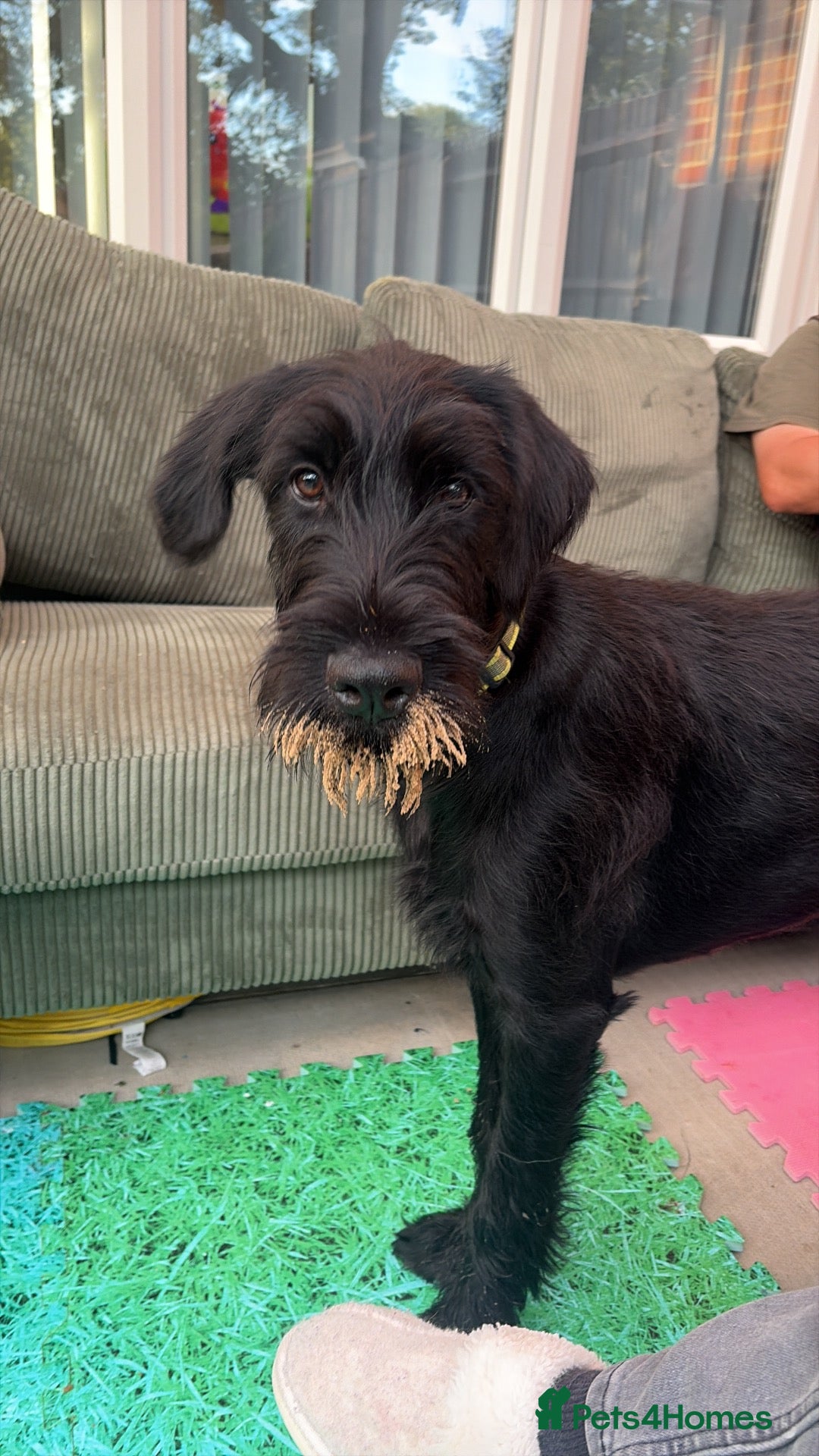 Russian Black Terrier dogs 5/6months old Black Russian terrier female  - Advert 13