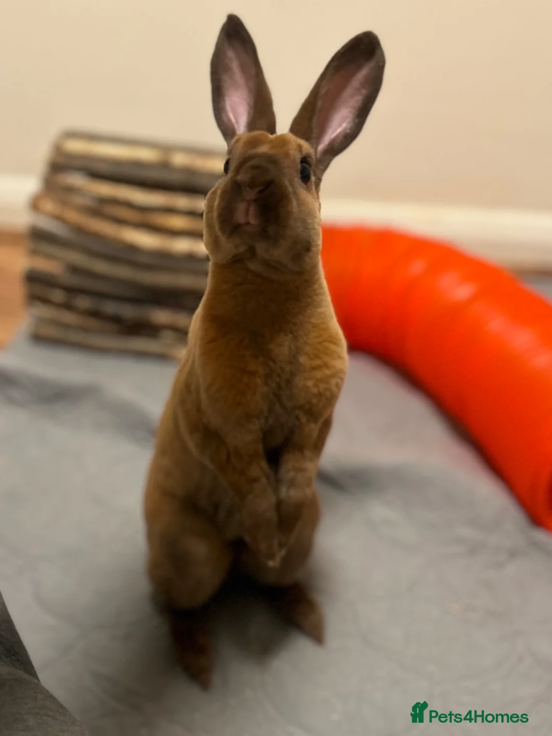 Rex rabbits for sale: Mini Rex Buck - 1 year 11 months - Advert 2