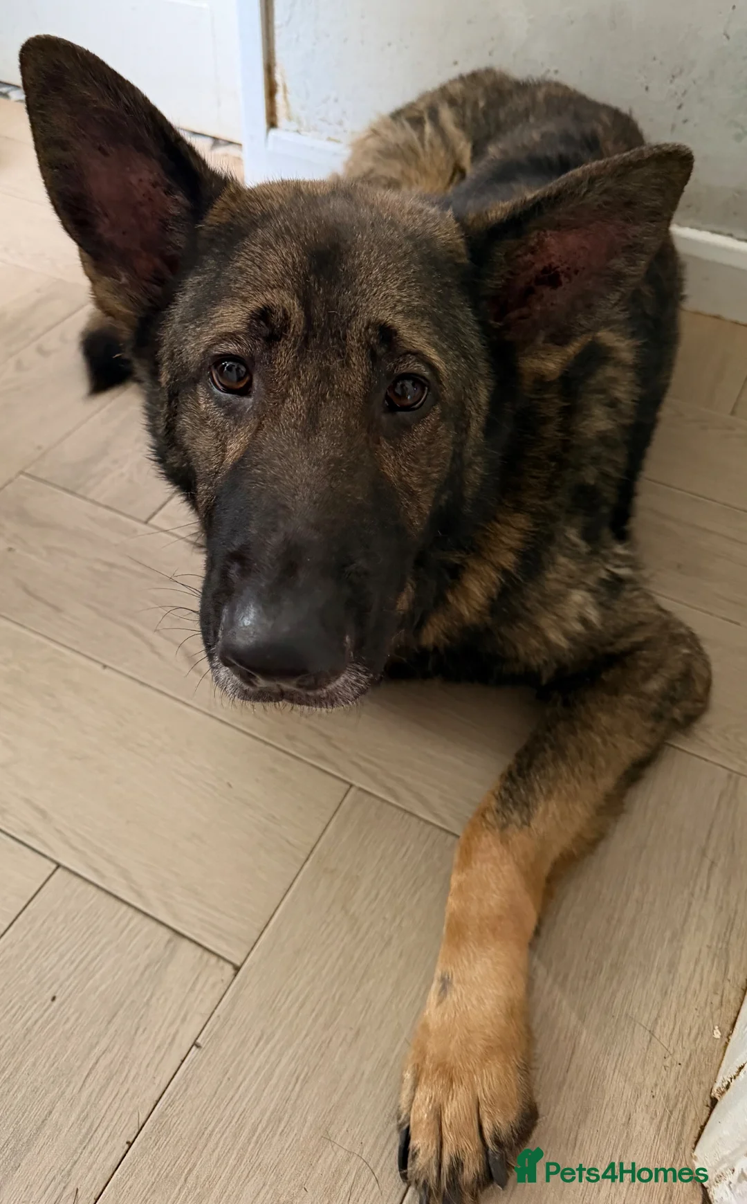 German Shepherd dogs for sale: German Shepherd needing new home - Advert 2