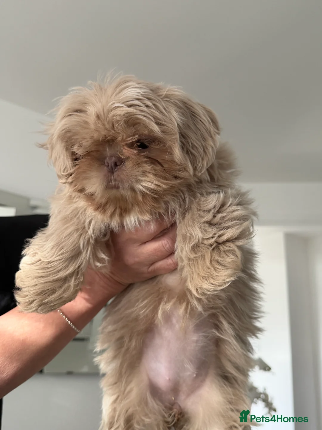 Shih Tzu dogs for sale: Shih tzu   lilac girl  - Advert 1