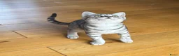 British Shorthair cats for sale: Beautiful BSH Silver Spotted boy available  - Advert 9