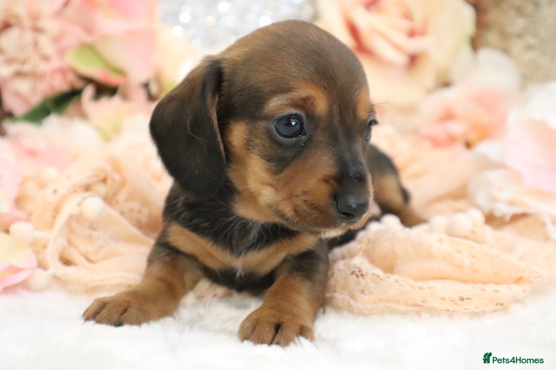 Miniature Dachshund dogs for sale: KC Registered Miniature Dachshund Puppies - Image 7