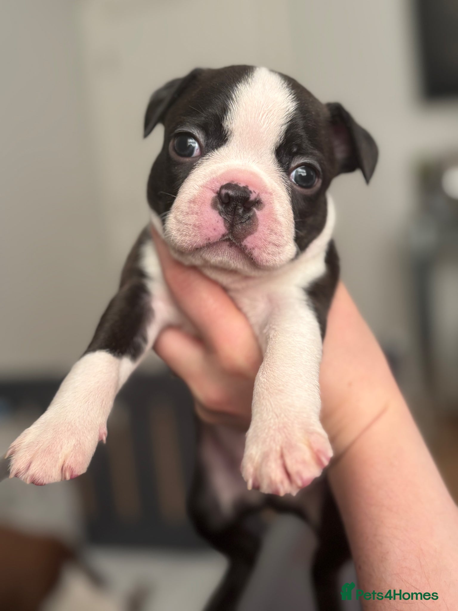 Boston Terrier dogs Beautiful litter of KC Boston Terrier Puppies -  - Advert 11