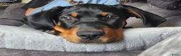 Dobermann dogs for sale: Male 3/4 doberman 1/4 huntaway  in Wetherby - Advert 4