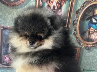 Pomeranian dogs Pom Puppies from Five Star breeder - Advert 8