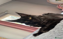 Maine Coon cats for sale: beautiful mainecoon sisters  - Image 3