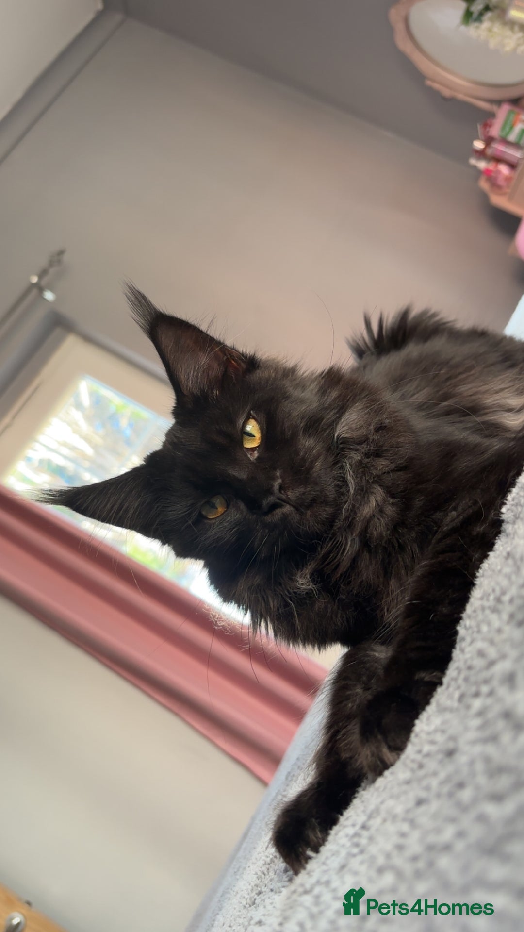 Maine Coon cats for sale: beautiful mainecoon sisters  - Image 3