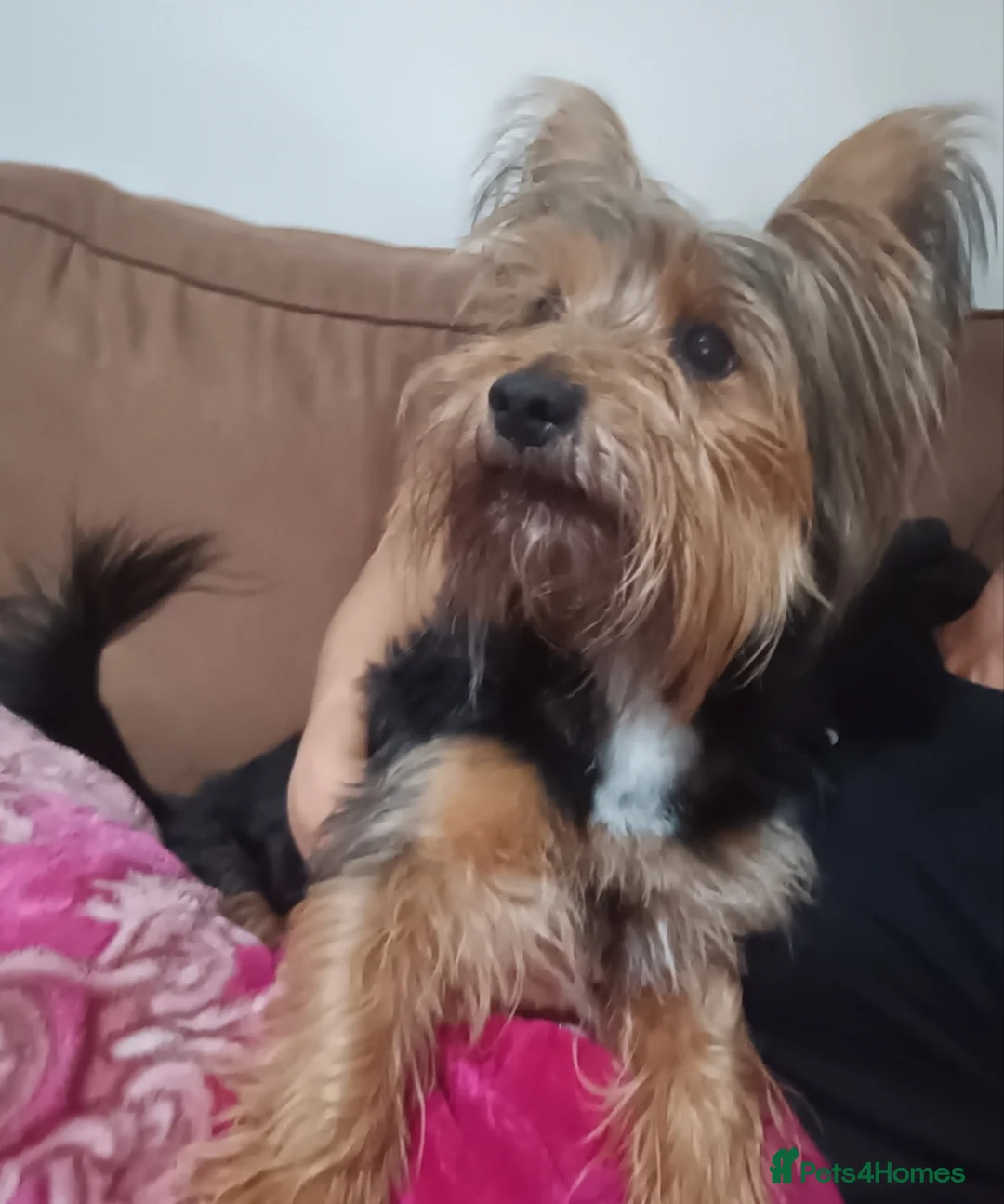 Yorkshire Terrier dogs for stud: For stud only - Advert 2