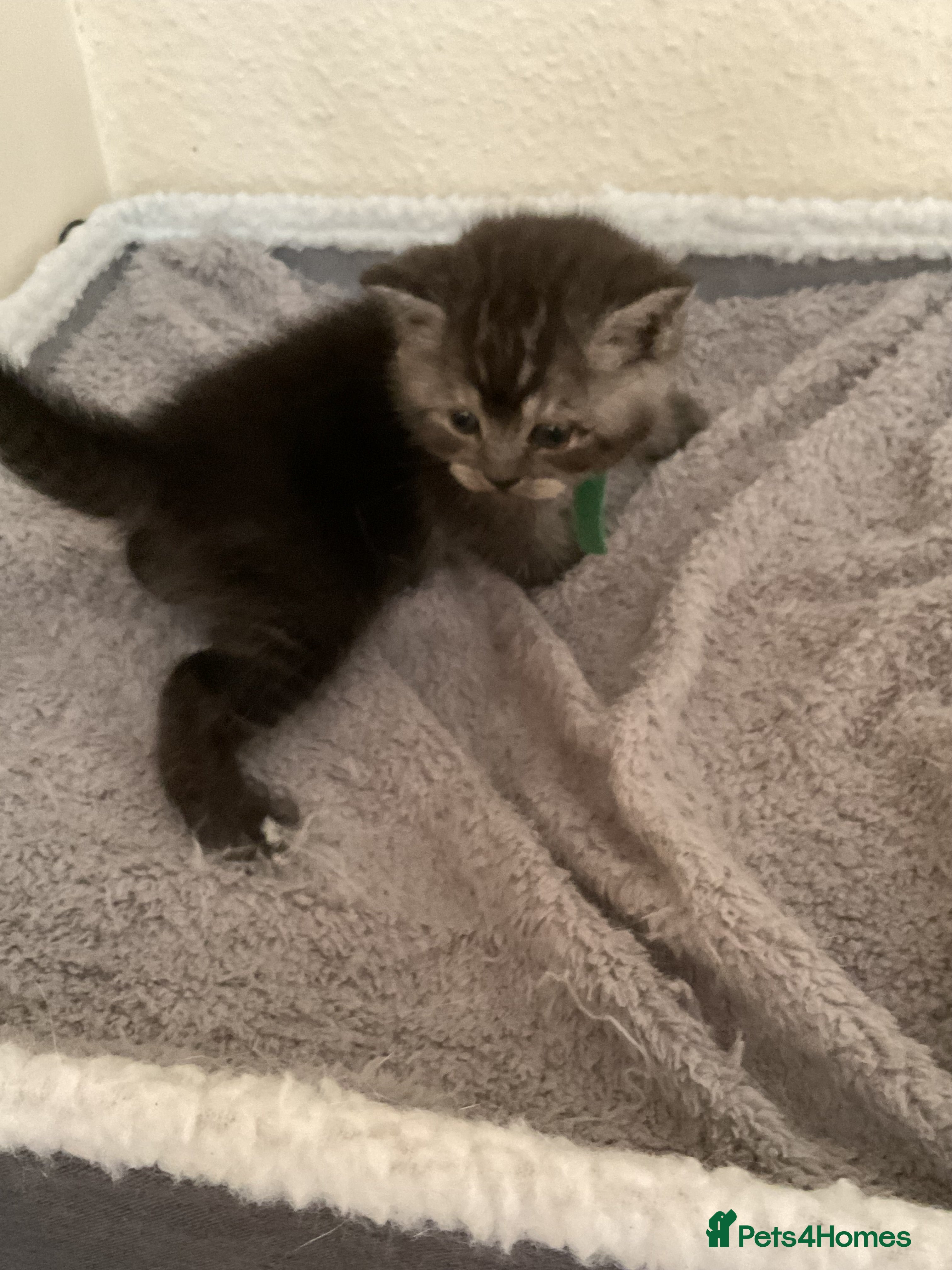 Scottish Fold cats for sale: Scottish fold kittens  in Northampton - Advert 5
