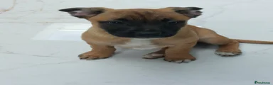 Mixed Breed Puppy 3