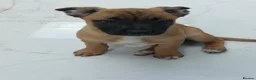 Mixed Breed dogs for sale:  Beautiful Mixed Breed Puppies   🐾 - Advert 9
