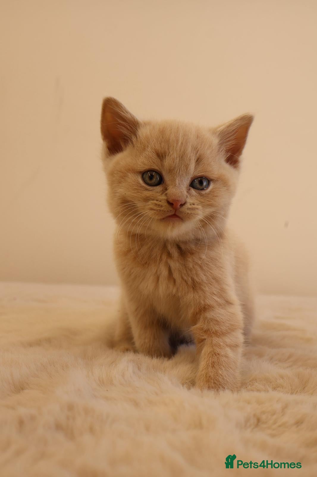 British Shorthair cats British short hair kitten - Advert 8
