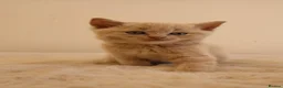 British Shorthair cats for sale: British short hair kitten - Advert 1