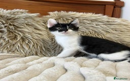 Mixed Breed cats for sale: 🏆Kittens for Sale🏆  - Image 6