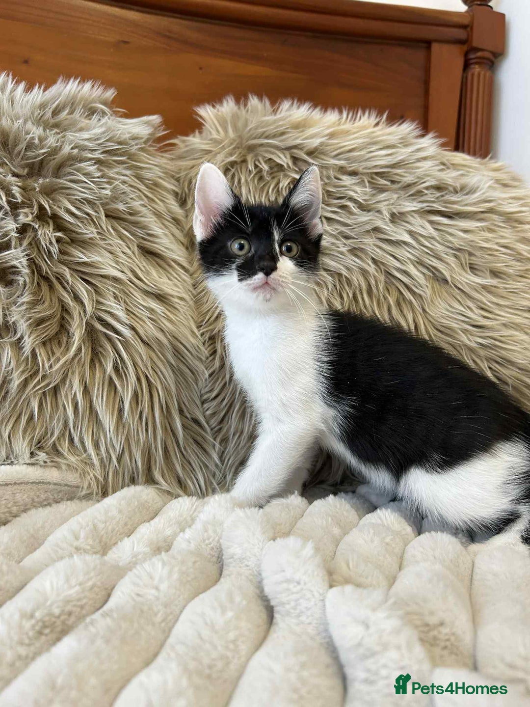 Mixed Breed cats for sale: 🏆Kittens for Sale🏆  - Image 6