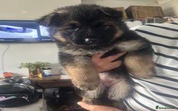 German Shepherd dogs for sale: Beautiful GSD pups - Image 11