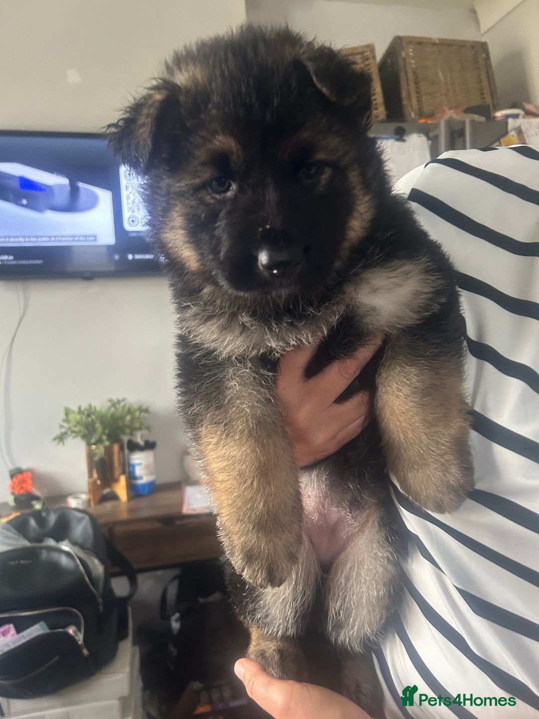 German Shepherd dogs for sale: Beautiful GSD pups - Image 11