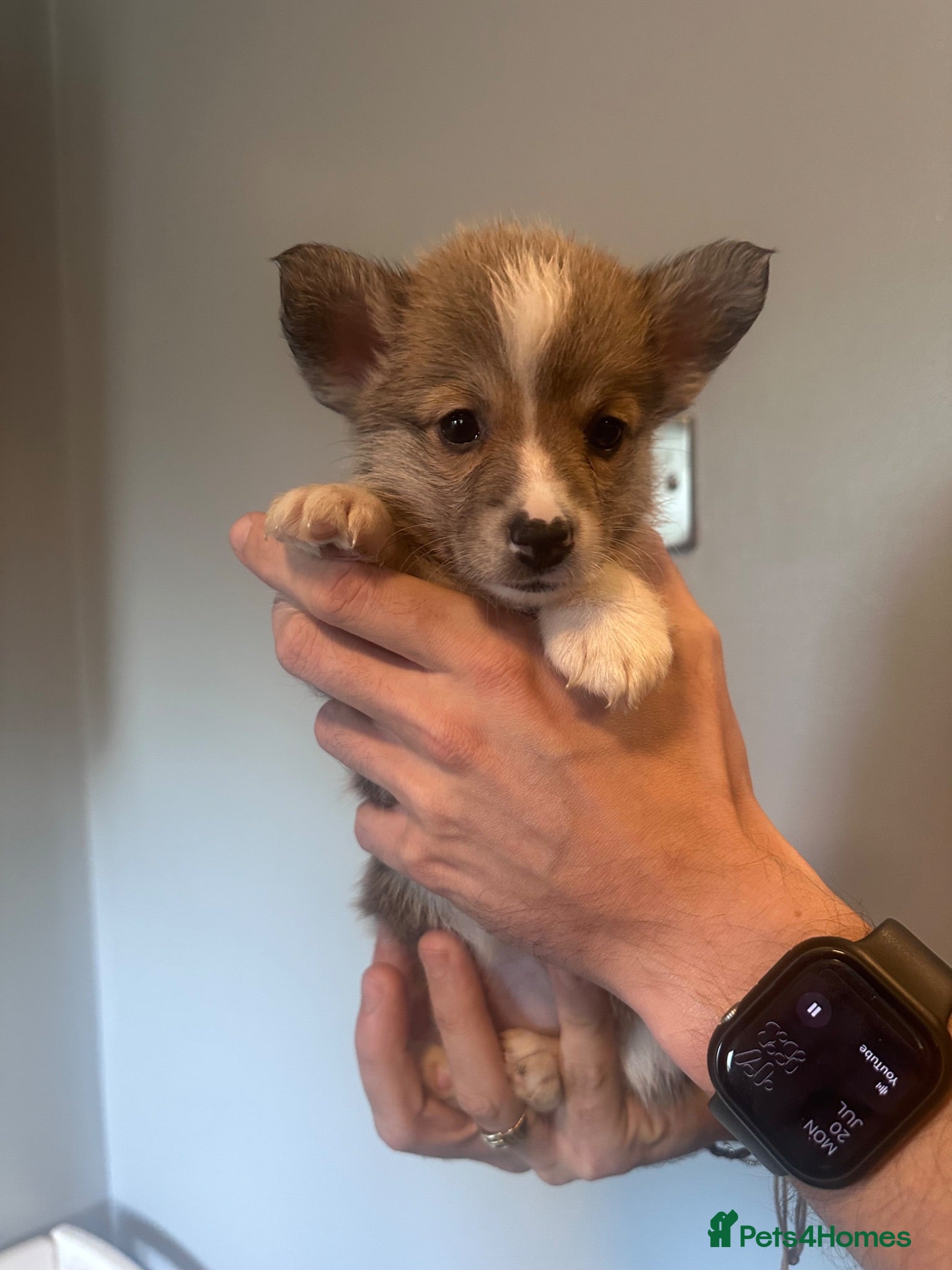 Welsh Corgi Pembroke dogs Beautiful Pembroke Welsh Corgi Puppies  - Advert 15