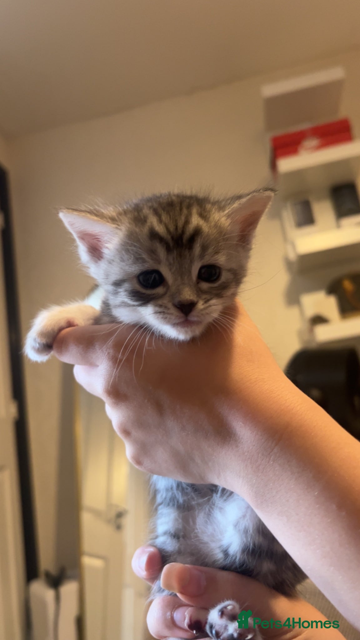Mixed Breed cats 4 kittens looking for their forever homes  - Advert 1