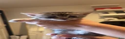 Mixed Breed cats for sale: 4 kittens looking for their forever homes  - Advert 1
