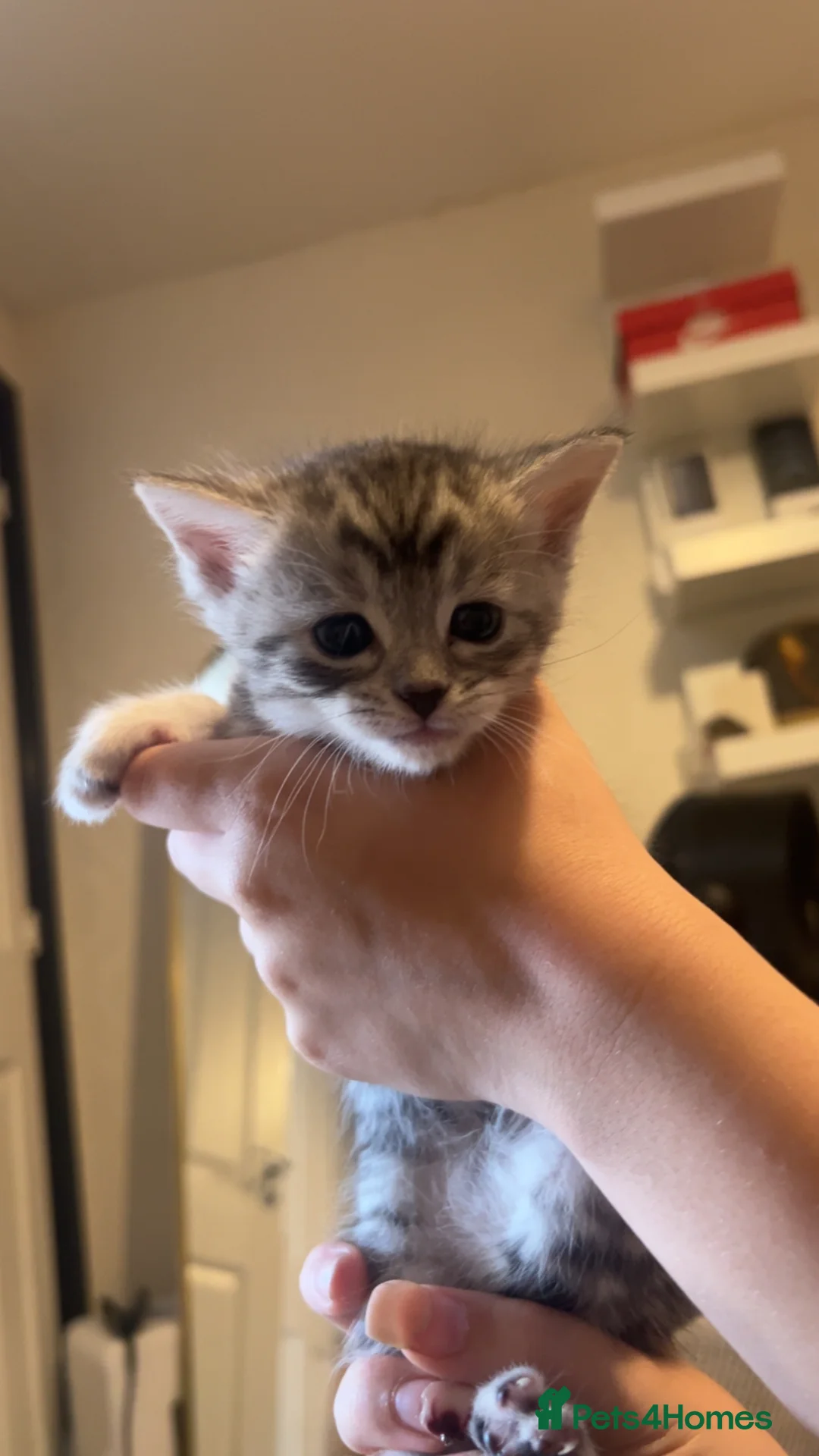 Mixed Breed cats for sale: 4 kittens looking for their forever homes  - Advert 1