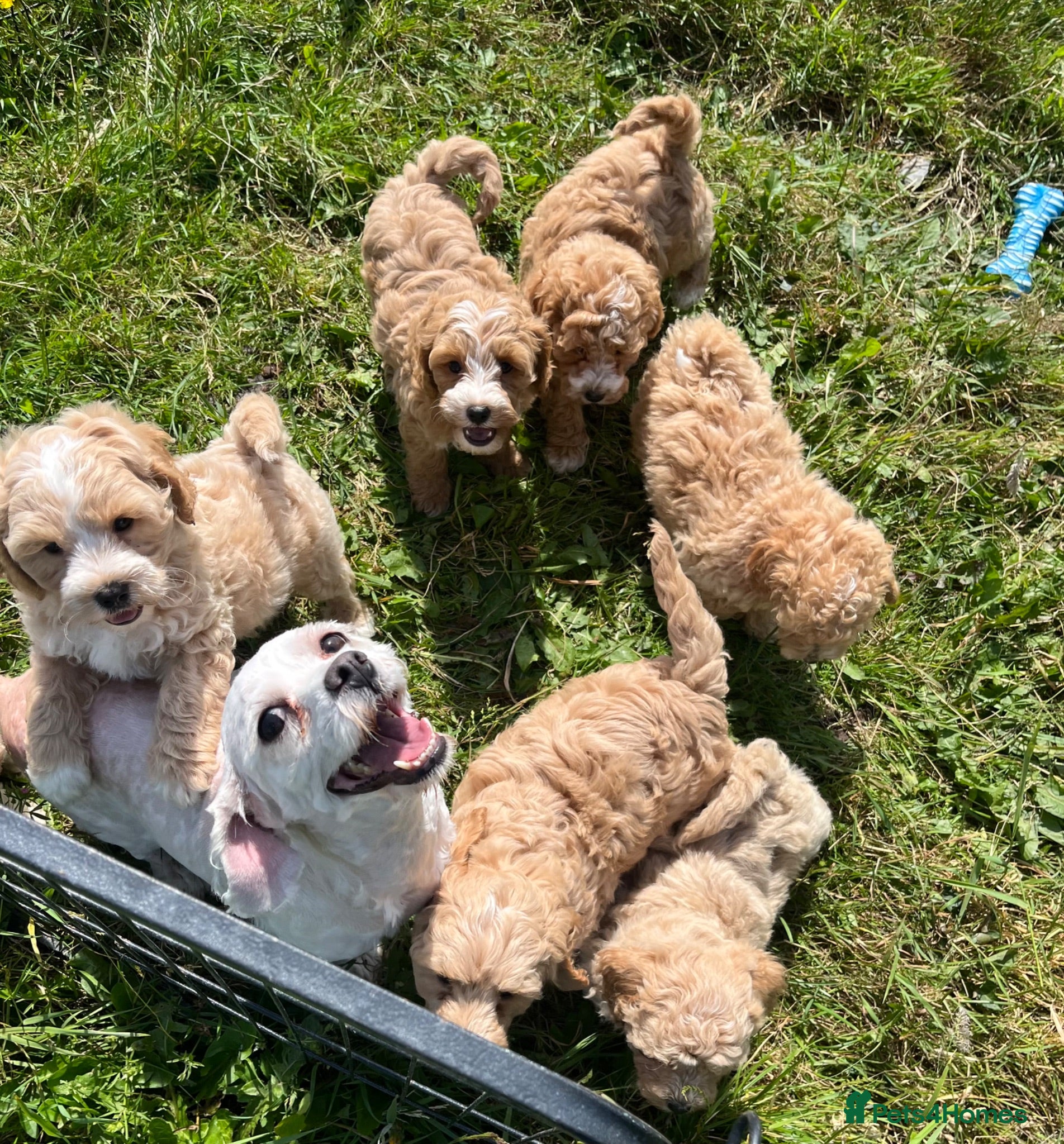 Cavapoochon dogs Cavapoochon puppies  - Advert 1